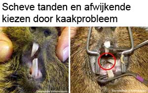 een cavia met een kaakluxatie, je ziet de schuin afgesleten tanden en een scheve tandas